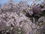 雄山閣付近の桜はそろそろ散り始め