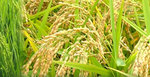 稲刈りの時期になりました。雄山閣のお米も美味しくなりますよ。