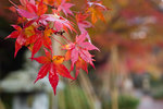 <b>山代温泉</b>にも紅葉の季節がやってきました。