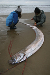<b>石川県</b>羽咋市の千里浜海岸に珍魚が打ち上げられたそうです。