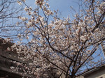 <b>山代温泉</b>でも暖かさに誘われて桜が咲き始めました。